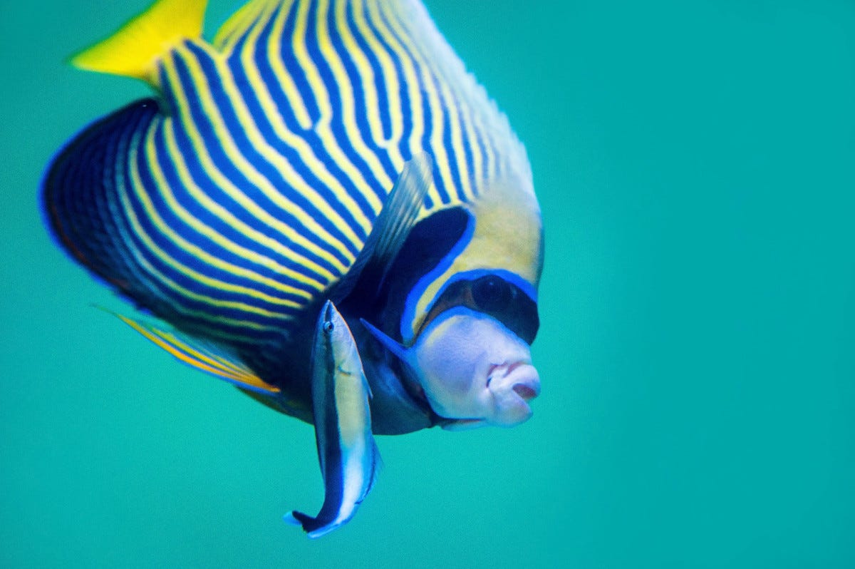 un pez limpiador trabaja para otro de los animales con los que comparte el arrecife. Algunos llegan a desparasitar más de 2000 peces al día.