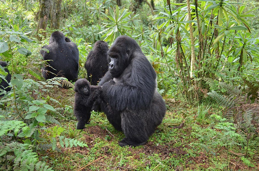 The photo shows an infant gorilla standing upright and holding the arm of a large, male gorilla sitting in front of it in a grove surrounded by trees. The photo shows an infant gorilla standing upright and holding the arm of a large, male gorilla sitting in front of it in a grove surrounded by trees.