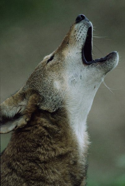 File:Red wolf howl (9129960062).jpg
