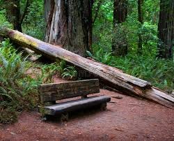 Jedadiah Smith Redwood State Park ...