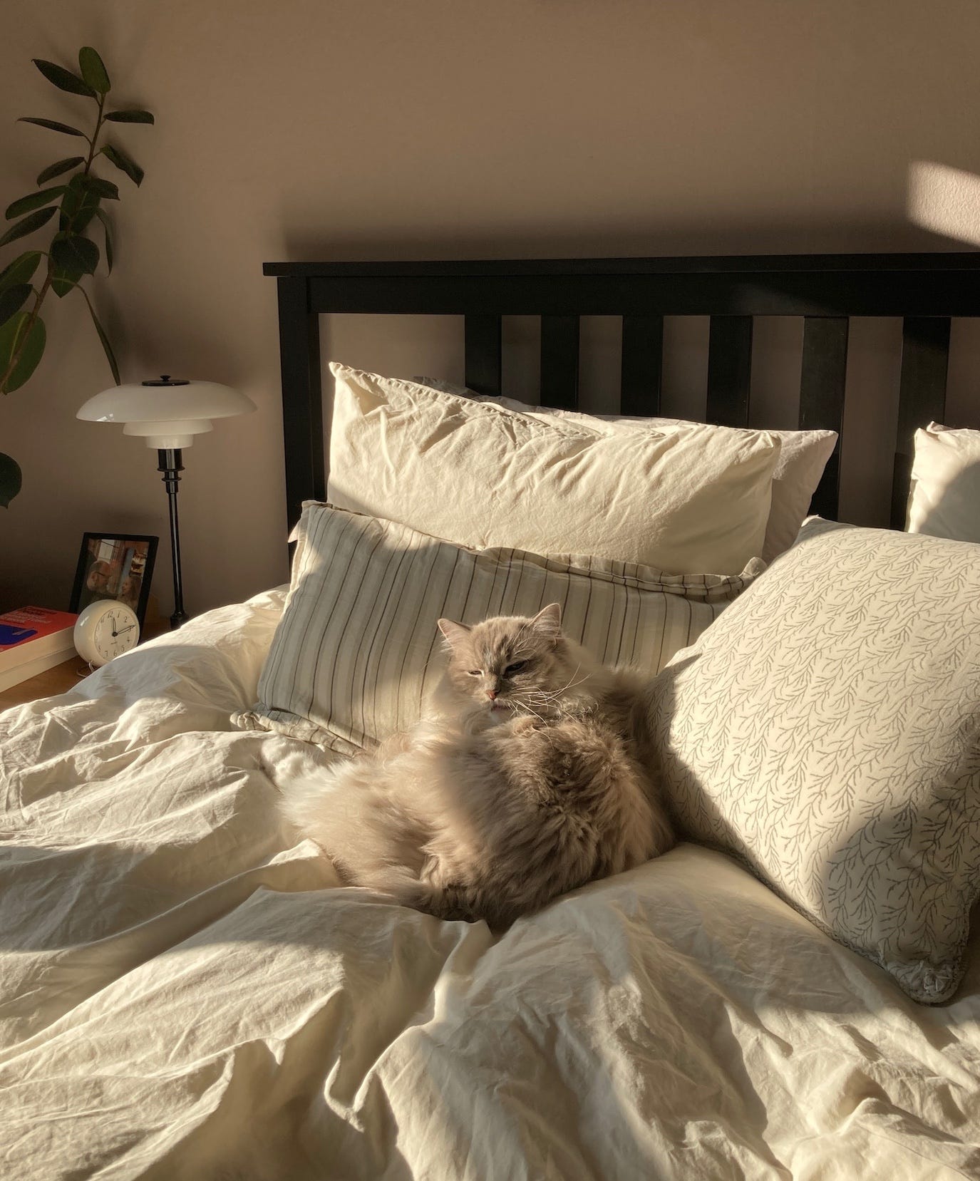 a fluffy grey cat on a bed in the sunlight