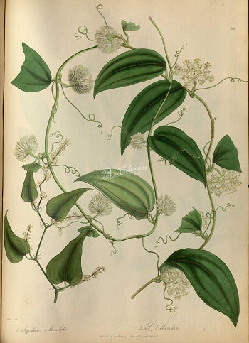 Show 276: Smilax