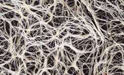What's Mycelium? The Unbelievable Story of Fungi's ...