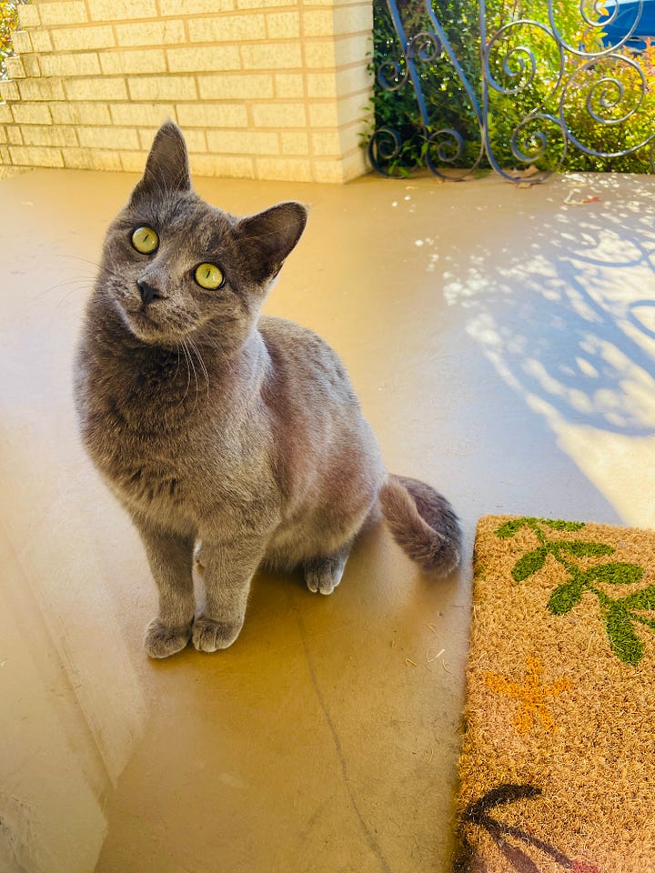 Photos of Skittles, the feral neighborhood cat.