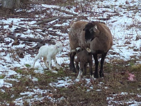 Chores are "routine," and that's the beginning and the end of routine on the homestead