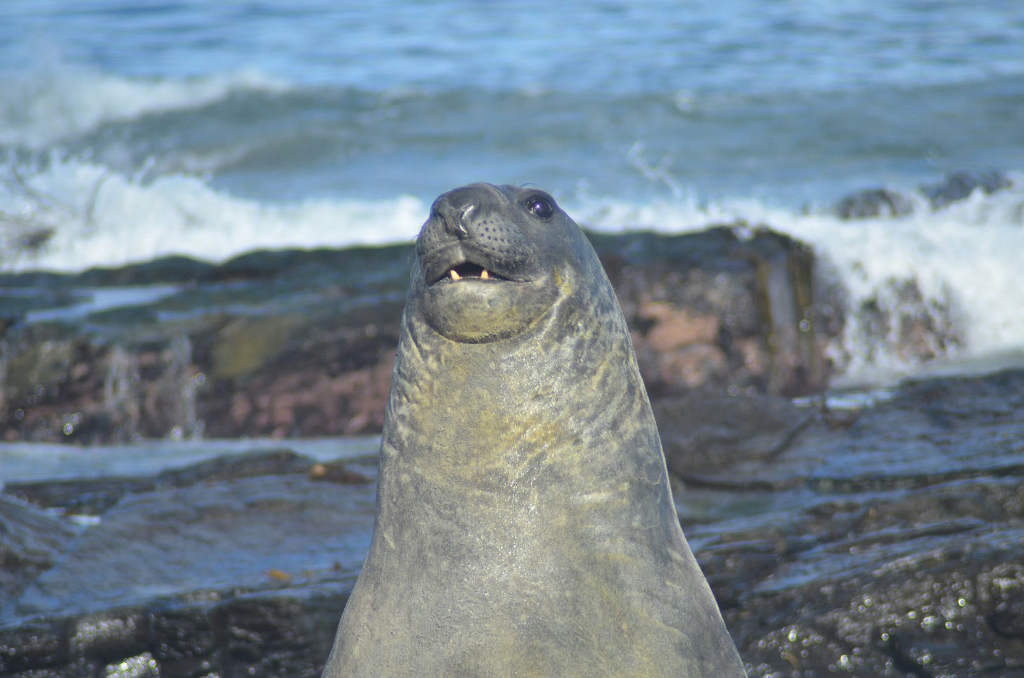 A seal sitting upright with a friendly look on their face