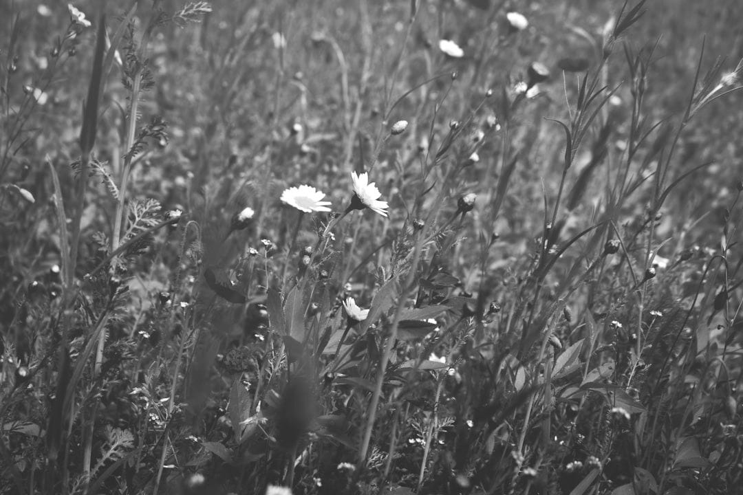 white daisy flowers white daisy flowers