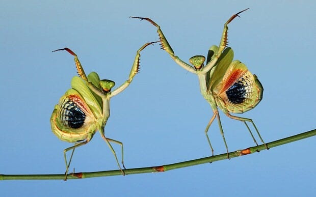 Two green praying mantises stand on a thin branch against a pale blue background, both raising their front legs in a striking, symmetrical pose.
