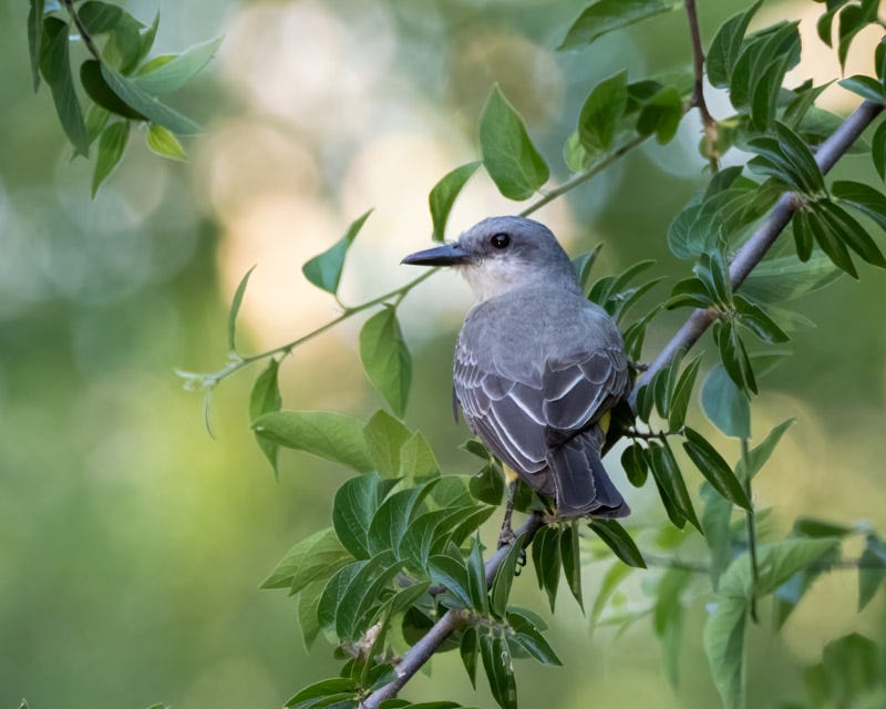 20250710-SantaGertrudis-77-Edit.jpg 20250710-SantaGertrudis-77-Edit.jpg