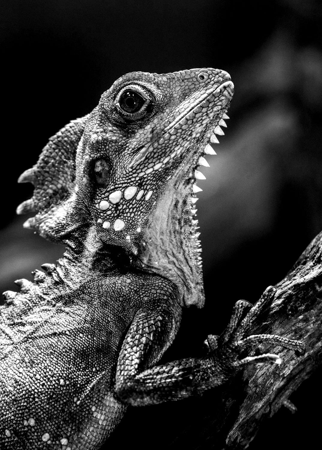 selective focus photography of iguana
