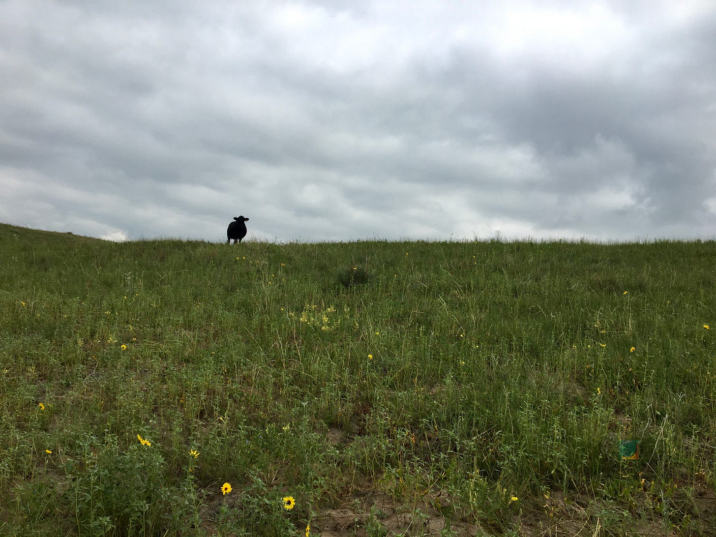 A black cow stands silhouetted on a ridge with a grey sky above her. It is a prairie hillside with long grasses and wildflowers. Small sunflowers are in the foreground.