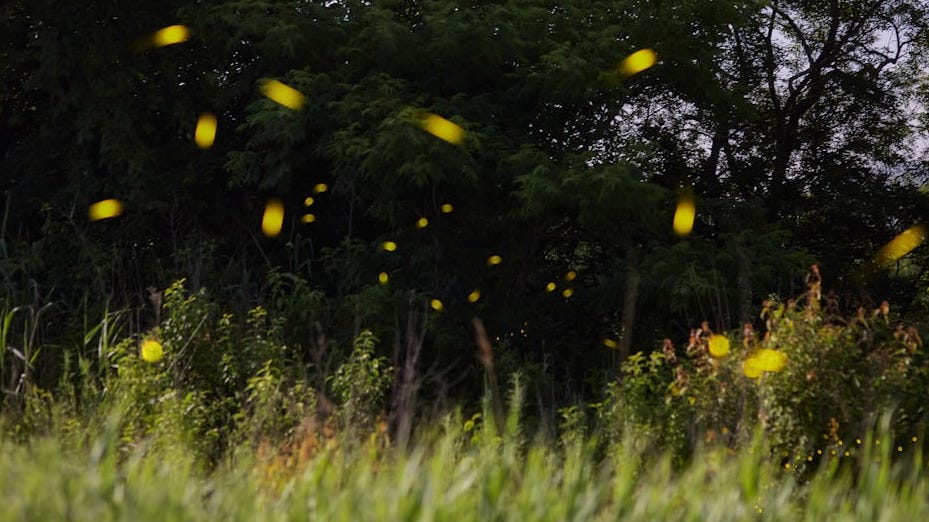 green grass field with yellow flowers