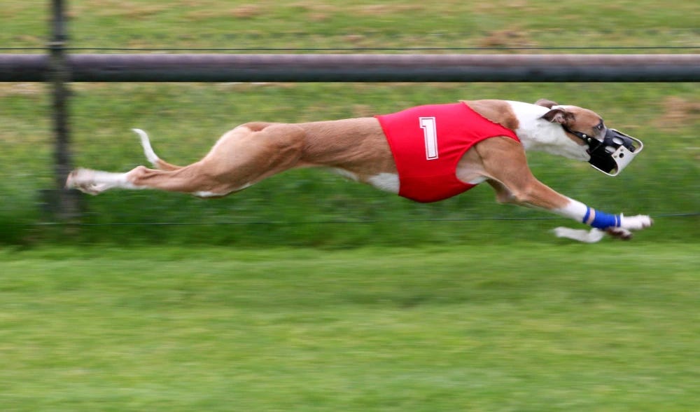 Action shot of a running greyhound with their body fully extended. The dog has a muzzle and is wearing a red jacket with the number "1" on it.