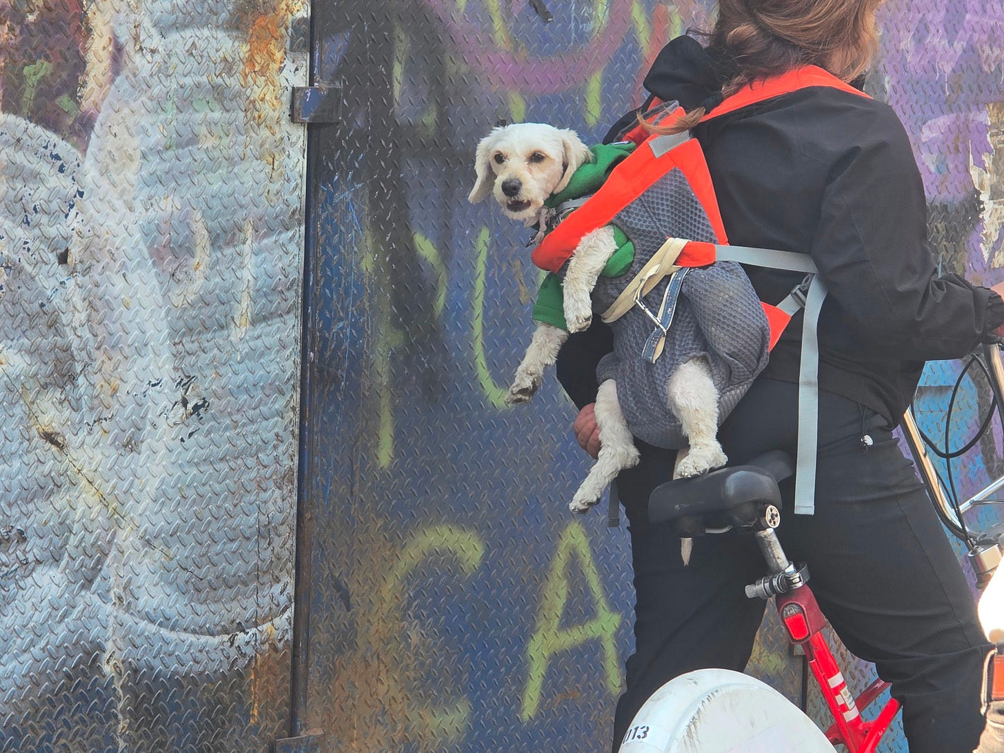 Dog in backpack Dog in backpack