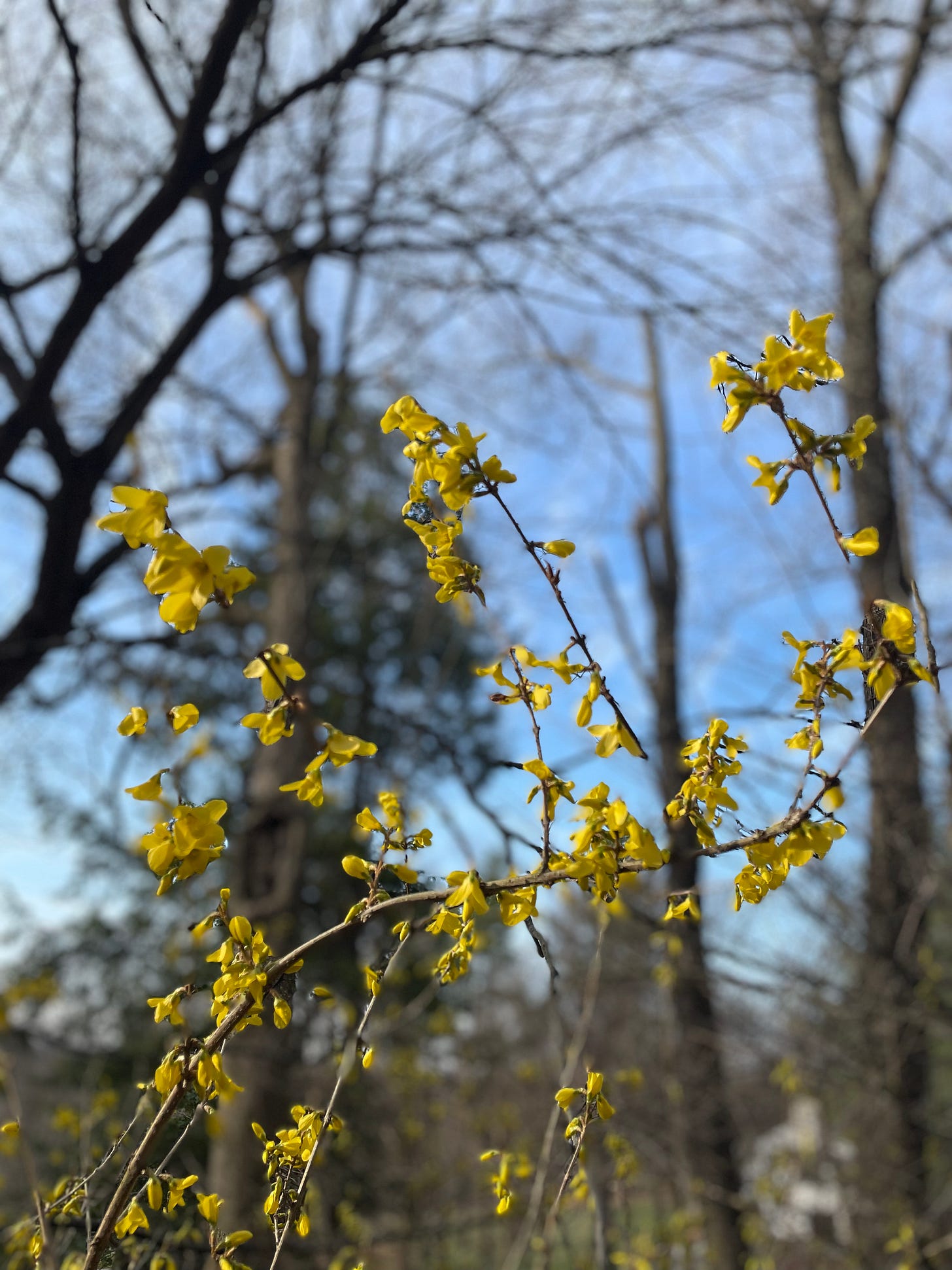 Forsythia blooming
