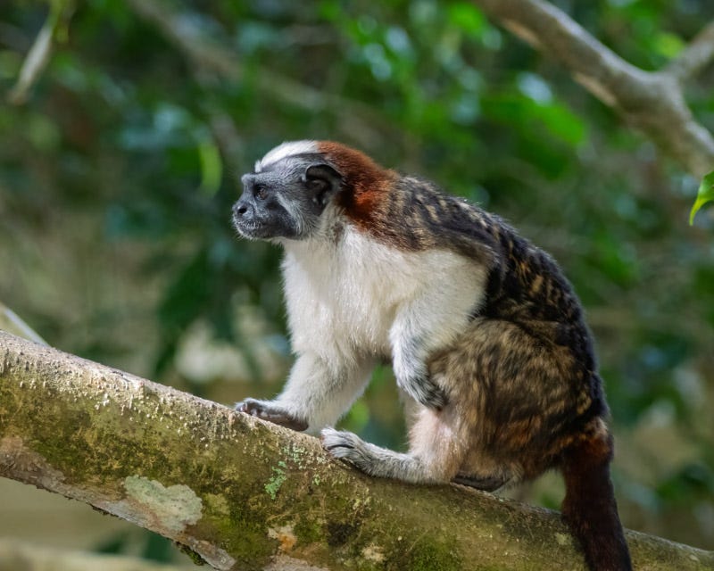 20260218-Panama-780-Edit.jpg 20260218-Panama-780-Edit.jpg