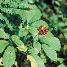 Panax quinquefolius American Ginseng - Keystone Wildflowers