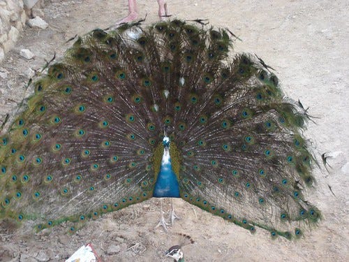 peacock peacock