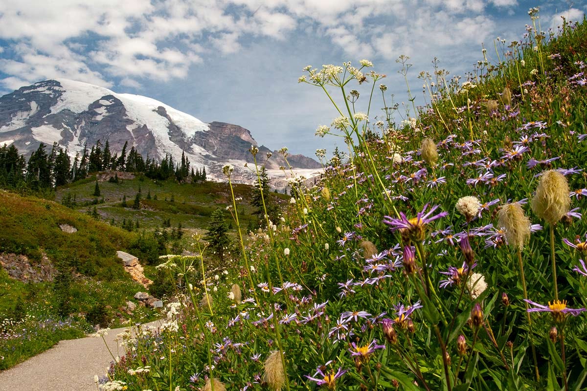 purple asters, white seedheads, white cow parsnip and more burst from a green hillside before the massive summit of Mount Rainier