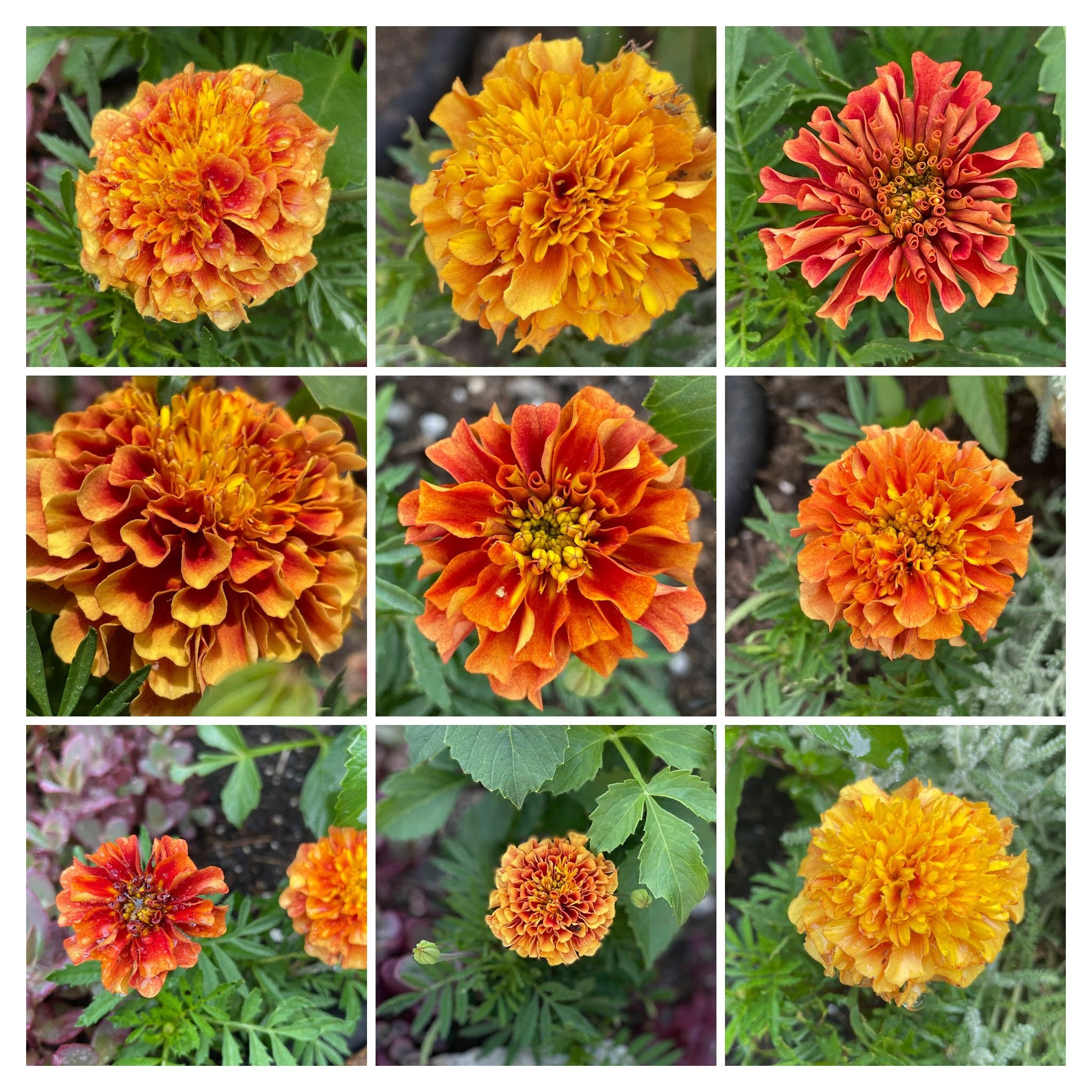Garden Gram #12: Strawberry Blonde, A Love Story