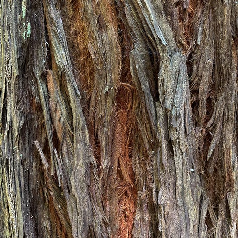 close up views of redwood bark in shades of brown and green