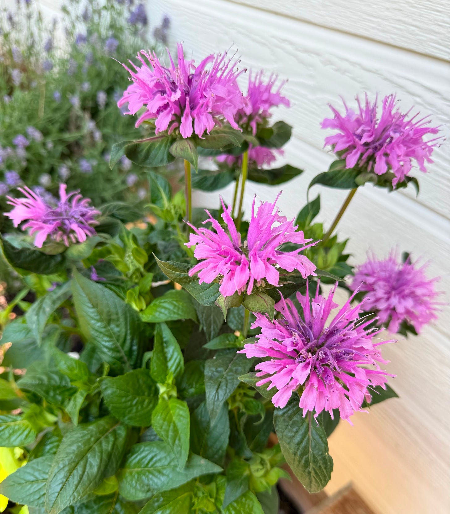 Bell Balm Grows this Lovely Little Flower just for the bees.