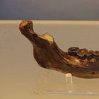 The problem when all the fossils are male