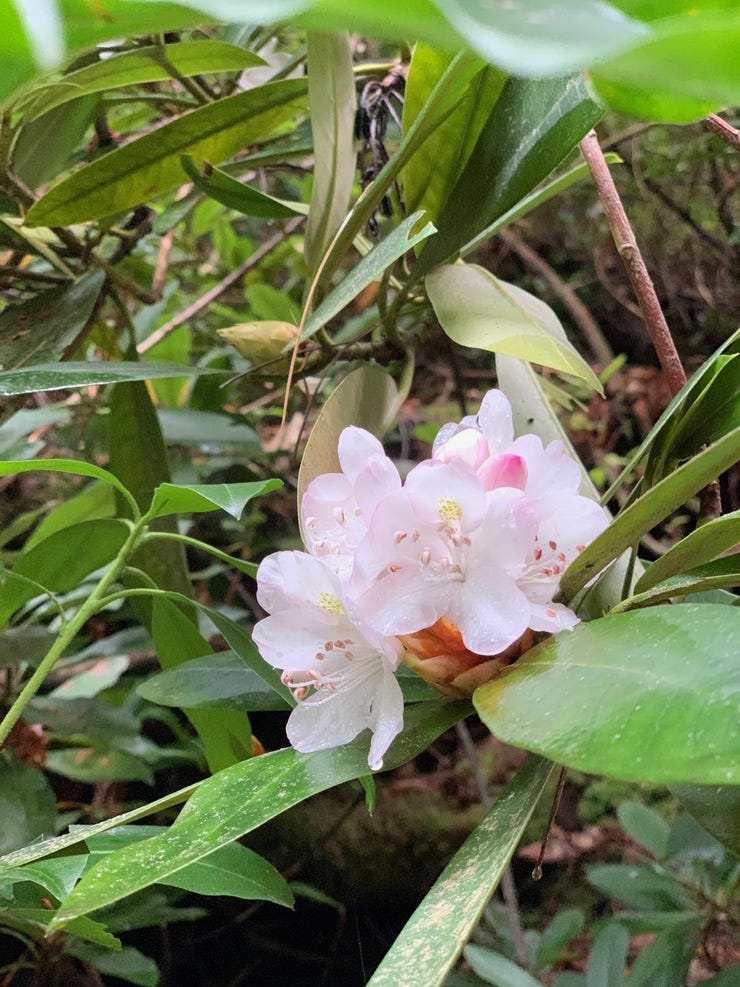 Delicate pink