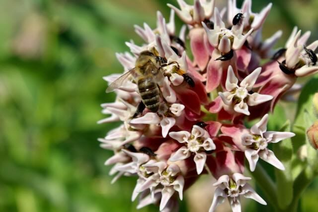 Native milkweed attracts bees, wasps, butterflies, ants, humming birds and other critters
