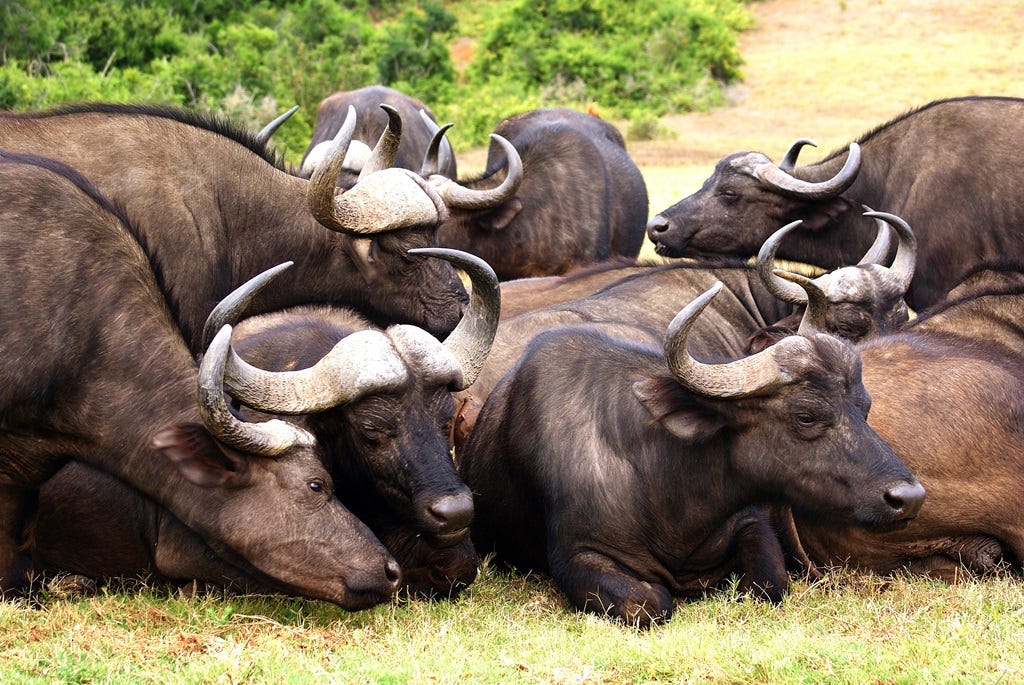 buffalo herd resting