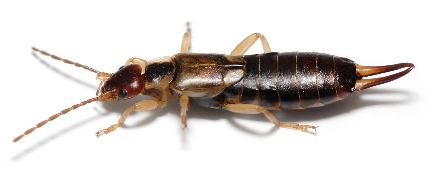 Earwig - Wikipedia Earwig - Wikipedia