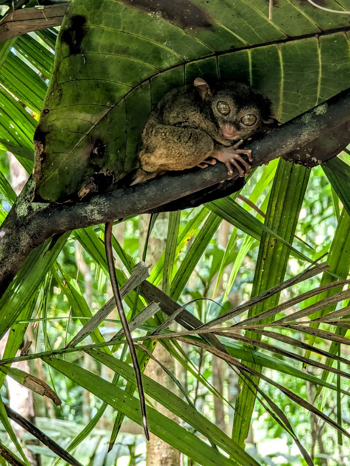 Tarsiers