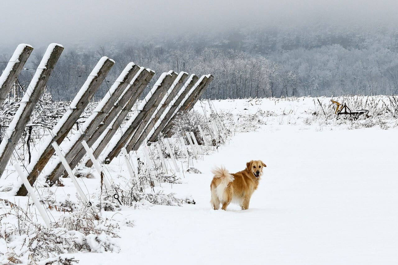 The image was taken on a January morning just after heavy snow. Millie (or Mildred the pup) and I were taking our daily walk in the vineyard; we were entranced by the ghostly grey fog that encompassed the Escarpment (ledge). It was one of the quietest mornings I can remember. Millie decided to stop and look back between her seal dives into the snow. Pictured are the Marquette & La Crescent Blocks. We always like to see a good layer of snow in the vineyard. It acts as an insulation layer to protect the root system. The photo was taken by Adam Magnuson (Winemaker & Owner of LedgeStone Vineyards in Michigan)