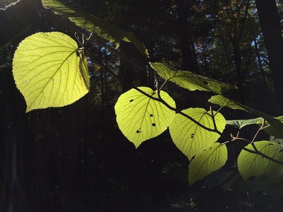 leaves