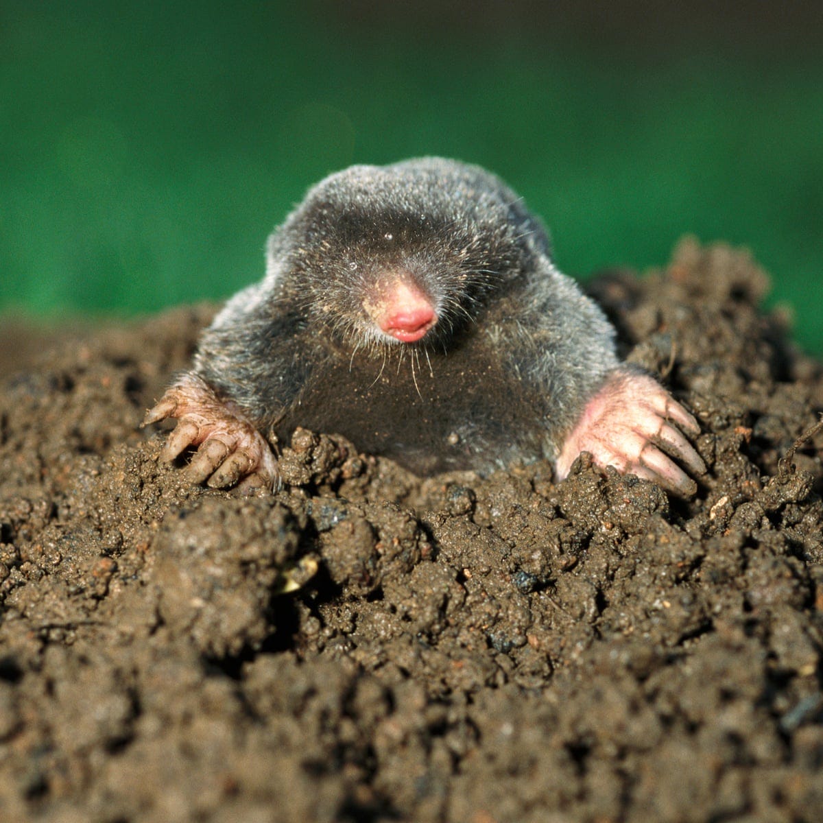 Mesmerised by the mole that dug up my garden | Letters | The Guardian