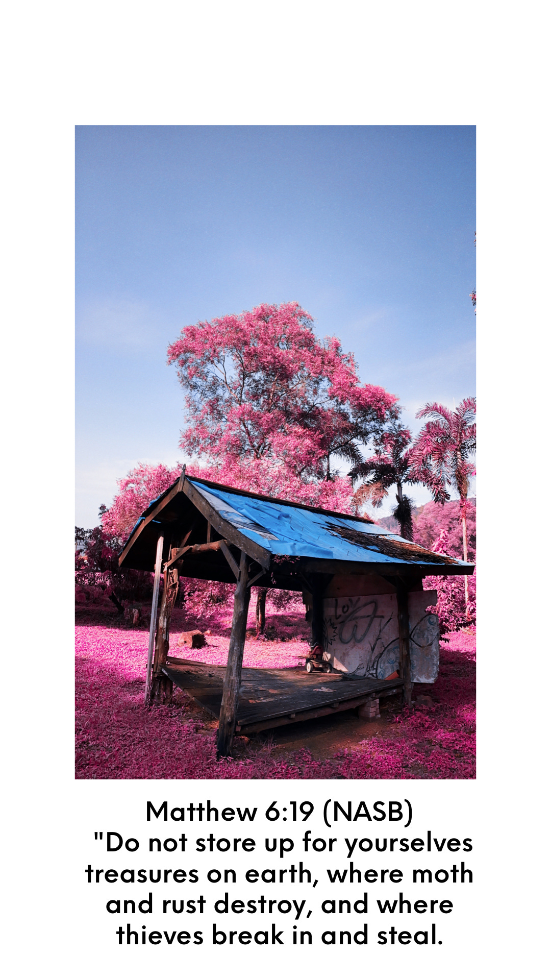 wooden shed in front of pink coloured foliage with Bible verse Matthew 6:19 NASB Do not store up for yourselves treasures on earth, where moth and rust destroy, and where thieves break in and steal.