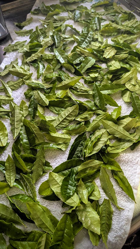 Step by step visuals of green tea leaves from freshly picked to steamed to dried to a pot of tea.