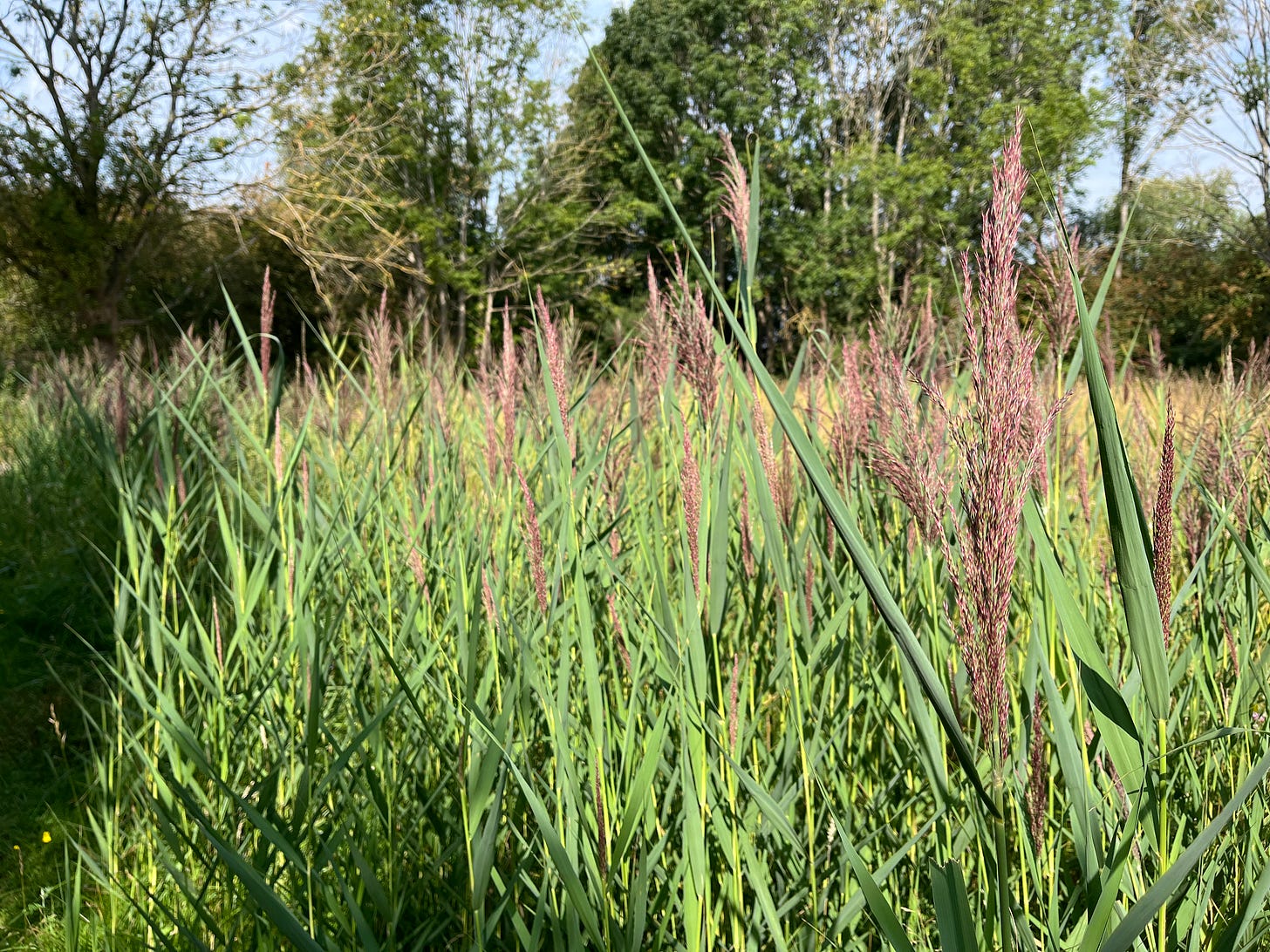 Tall, green reeds with red ears of seed line a gravel path