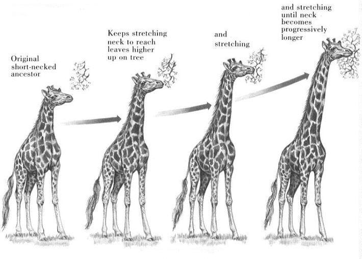 Natural Selection Giraffe Neck
