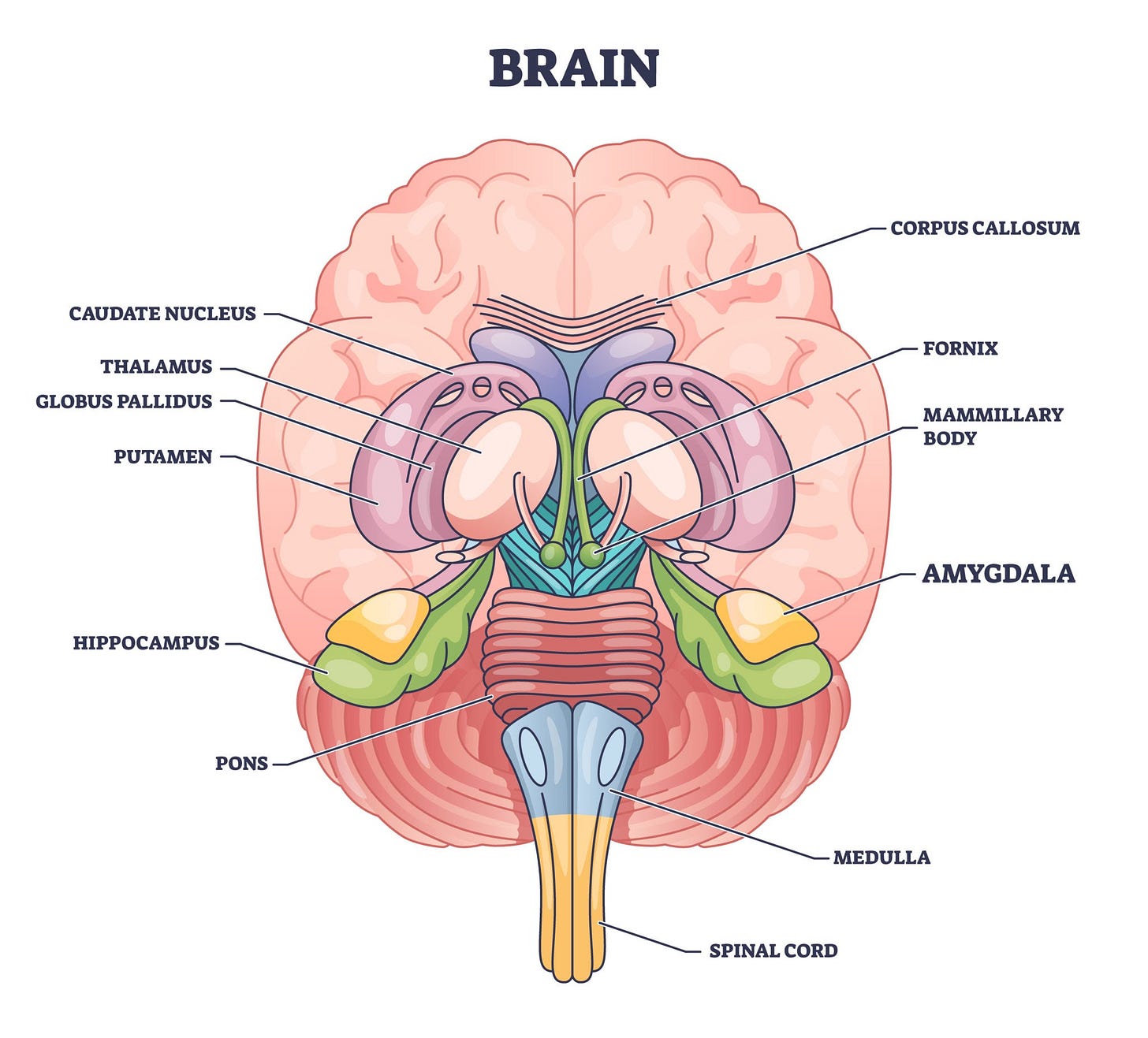 the location of the amygdala in the human brain, AI generated