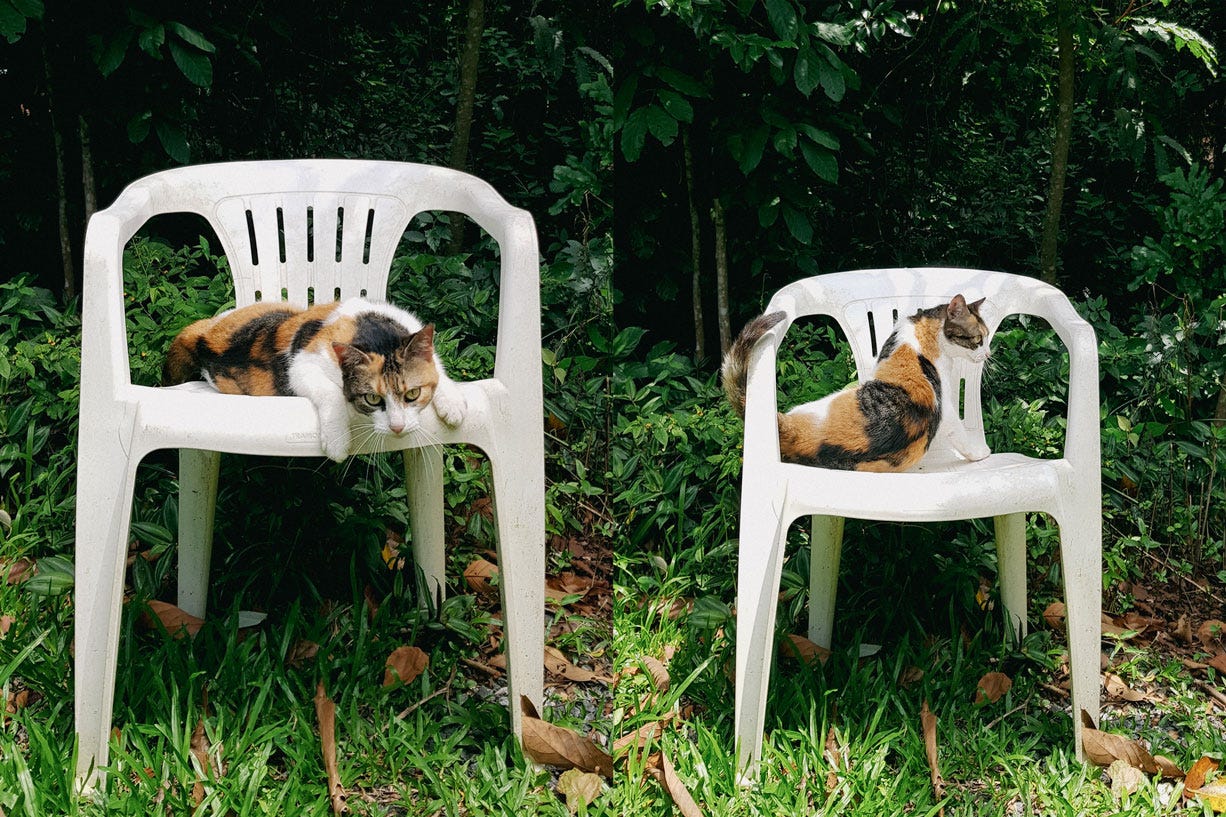 Duas fotos de uma gata tricolor sobre uma cadeira branca de plástico com fundo de plantas imitando a capa do disco de Bad Bunny.
