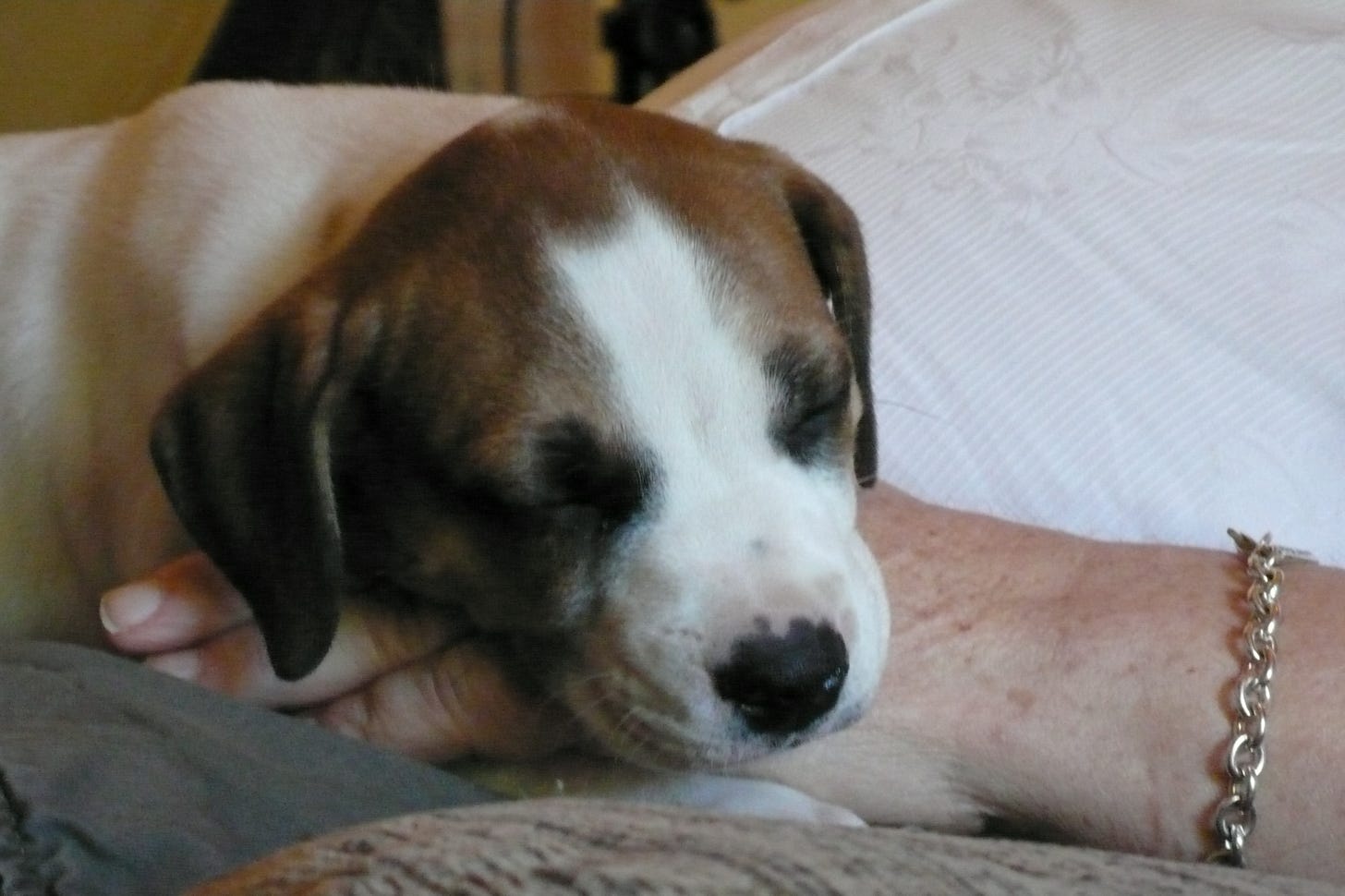 Picture of a little puppy receiving love