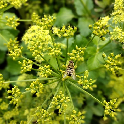 Image 1: prehistoric plants : an extremely healthy looking water horsetail with densely packed stems; image 2, close up showing a hover fly feeding on a pale green alexanders flower; image 3 is the more spaced out stem of a wood horsetail, with drooping tips, also bright, verdant green