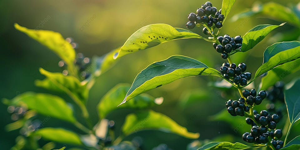 Black Peppercorn Plant Kumily Kerala India Green Berries Leaves Vibrant ...