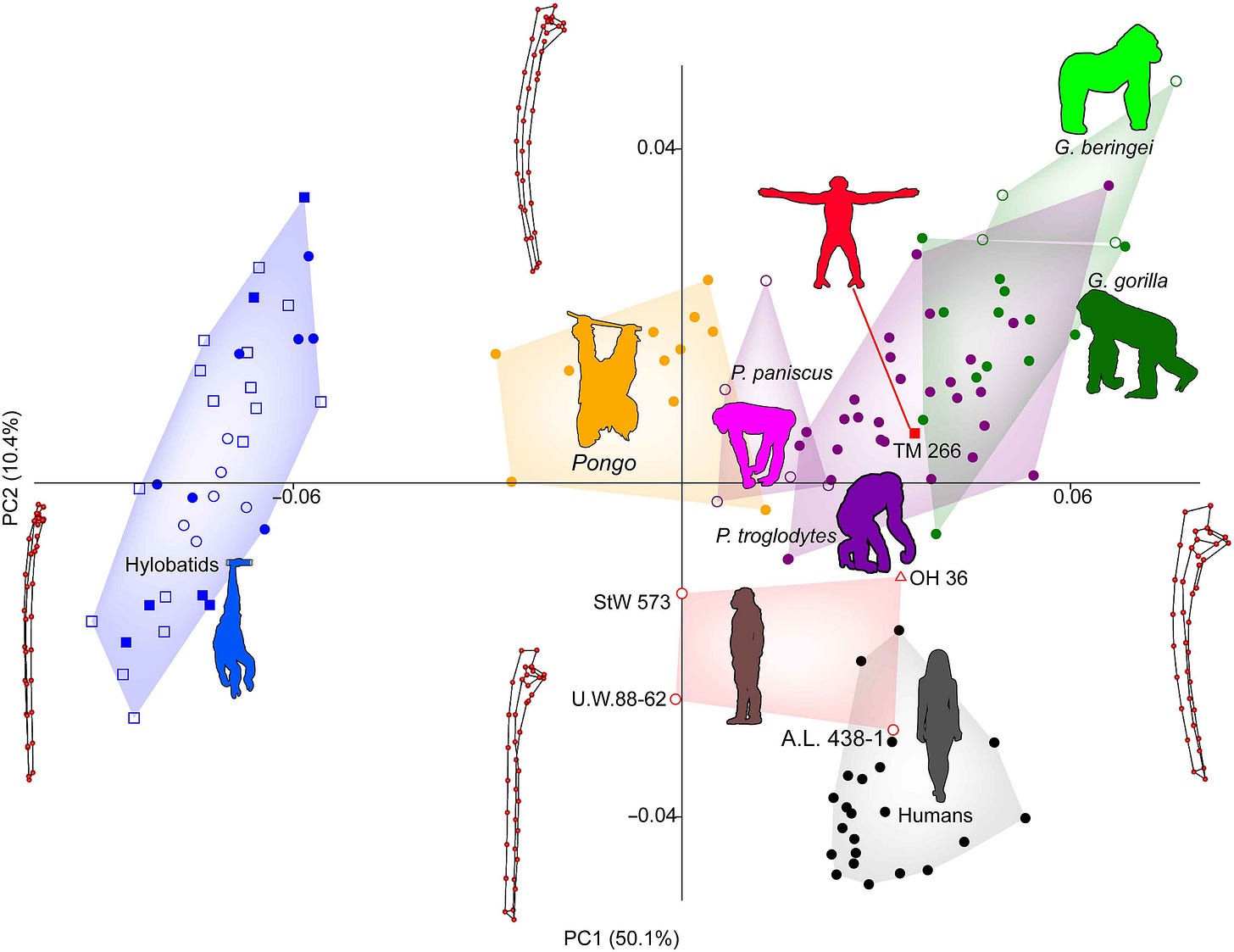 Principal components plot of ulna shape, in which S. tchadensis falls in the middle of the chimpanzee range. Principal components plot of ulna shape, in which S. tchadensis falls in the middle of the chimpanzee range.