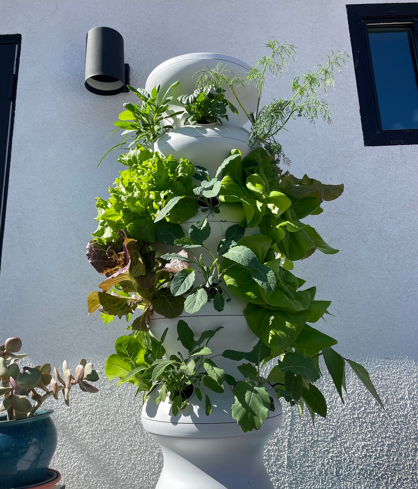 A vertical herb garden.