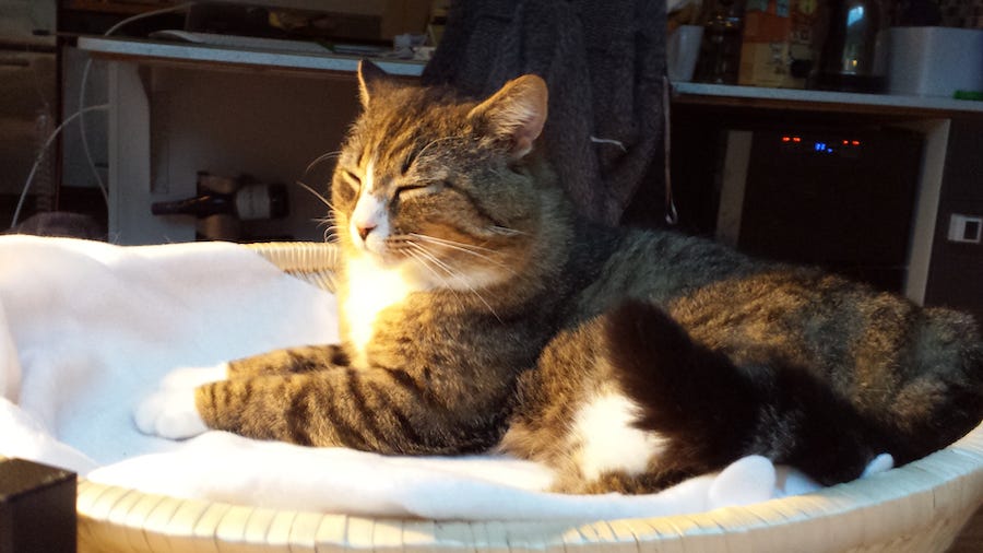 #23. Reflections on farewells to treasured pets
