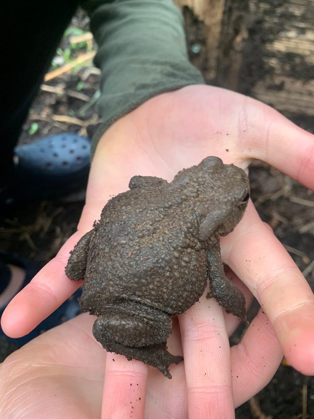 A toad in a child's hand.