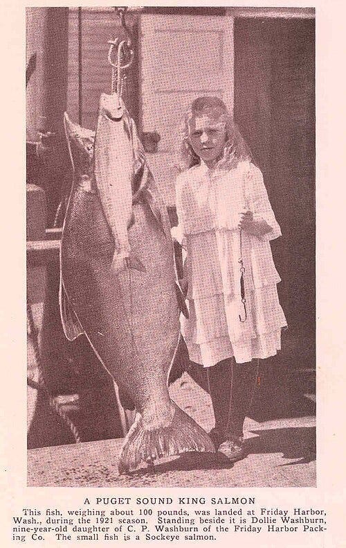 File:FMIB 47652 Puget Sound King Salmon.jpeg