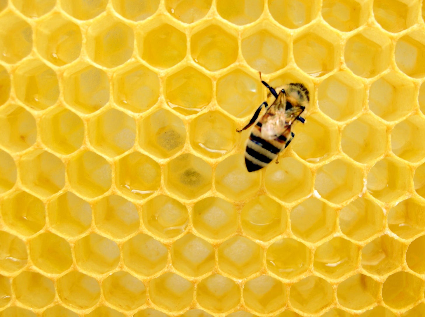 insect collapse bees insect collapse bees